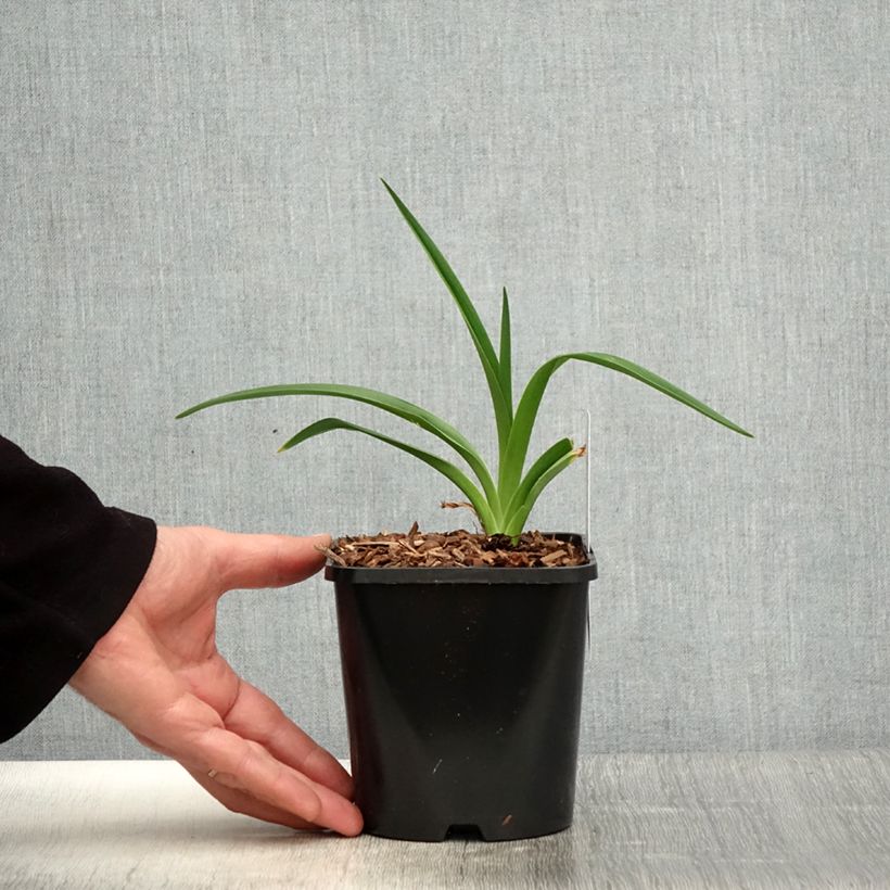 Example of Hémérocalle Moonlight Masquerade - Lis d'un jour crème et pourpre Pot de 1,5L/2L as you get in printemps