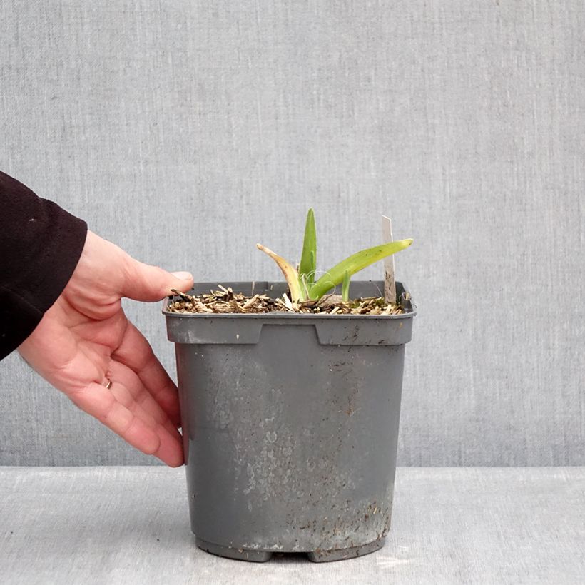 Spécimen de Hémérocalle On and On - Lis d'un jour rose Pot de 2L/3L tel que livré en hiver