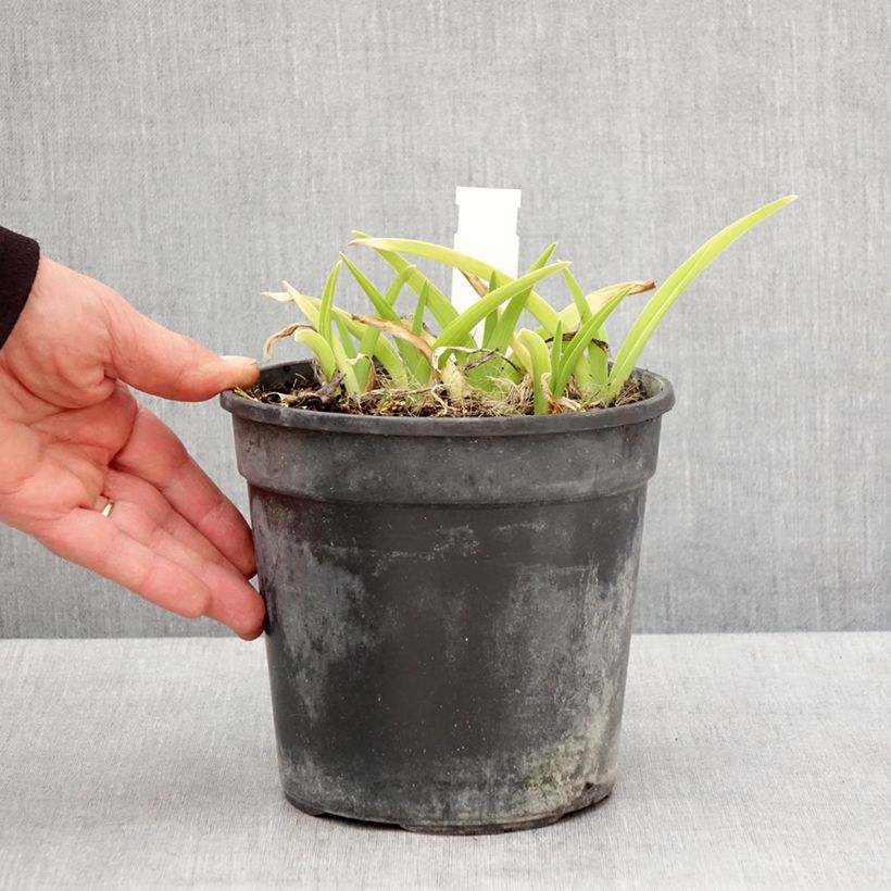 Spécimen de Hémérocalle ou hemerocallis Gentle Shepherd Pot de 2L/3L tel que livré au printemps