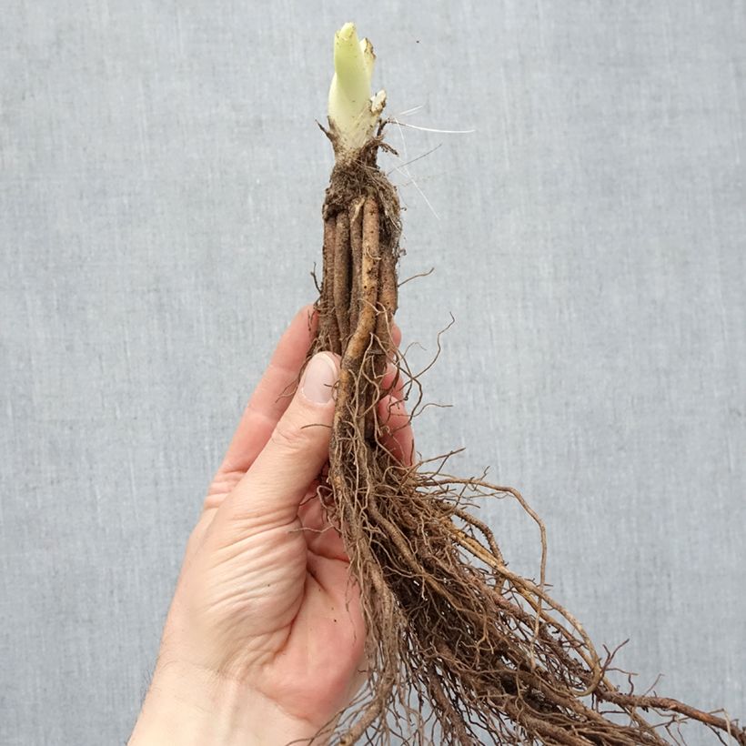 Spécimen de Hémérocalle ou hemerocallis Gentle Shepherd Racines nues, Qualité Extra équivalant à un pot de 2L tel que livré en hiver