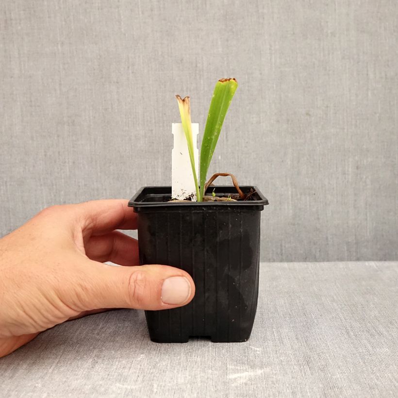 Spécimen de Hémérocalle ou hemerocallis Patricia Jojo Godet de 8/9 cm tel que livré en automne