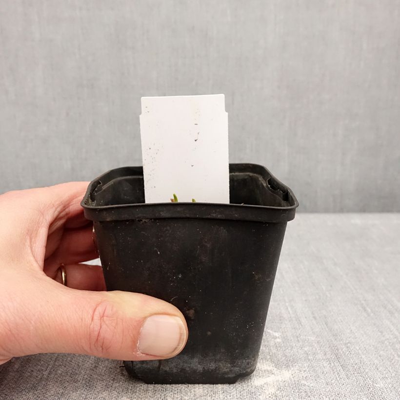 Example of Hémérocalle Piano Man - Lis d'un jour Godet de 8/9 cm as you get in hiver