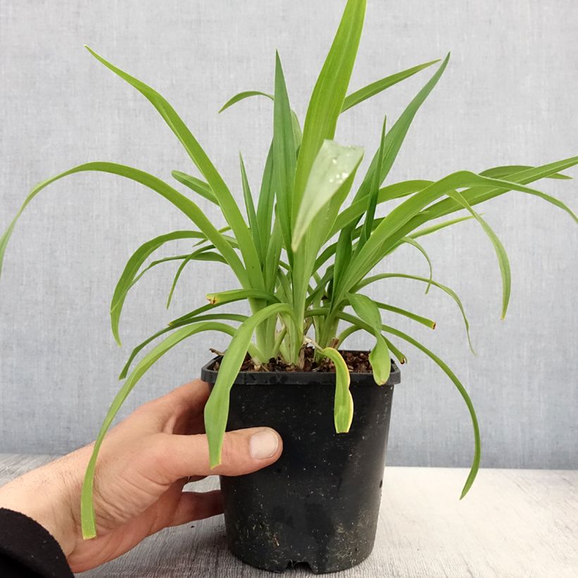 Example of Hémérocalle Roswitha - Lis d'un jour Pot de 1,5L/2L as you get in printemps