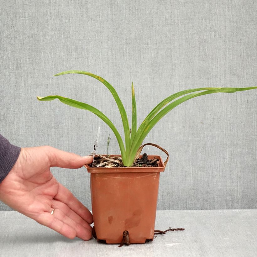 Spécimen de Hémérocalle Sabine Baur - Lis d'un jour Pot de 1L/1,5L tel que livré en automne