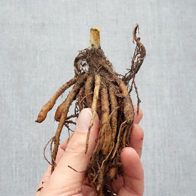 Spécimen de Hémérocalle Sabine Baur - Lis d'un jour Racines nues, Qualité Extra équivalant à un pot de 2L tel que livré en hiver