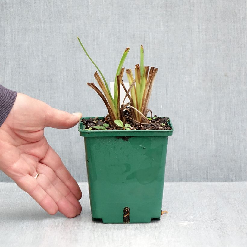 Spécimen de Hémérocalle Siloam Virginia Henson Pot de 1L/1,5L tel que livré en automne