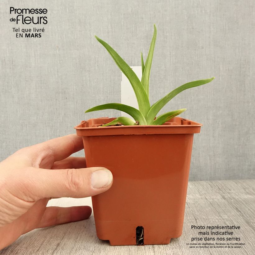 Spécimen de Hémérocalle Siloam Virginia Henson Pot de 1L/1,5L tel que livré au printemps