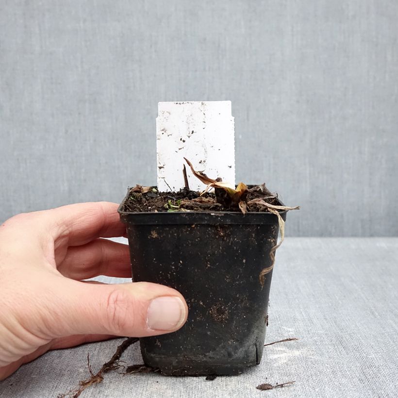 Example of Hémérocalle Snowy Eyes - Lis d'un jour crème et pourpre Godet de 8/9 cm as you get in hiver