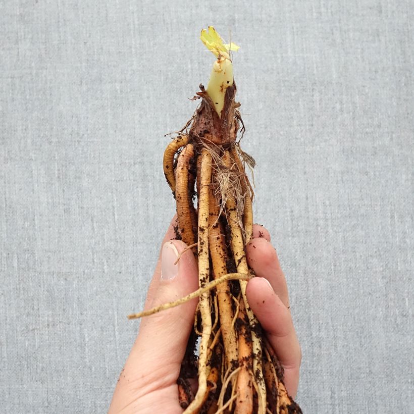 Example of Hémérocalle Strawberry Candy - Lis d'un jour Racines nues, Qualité Extra équivalant à un pot de 2L as you get in hiver