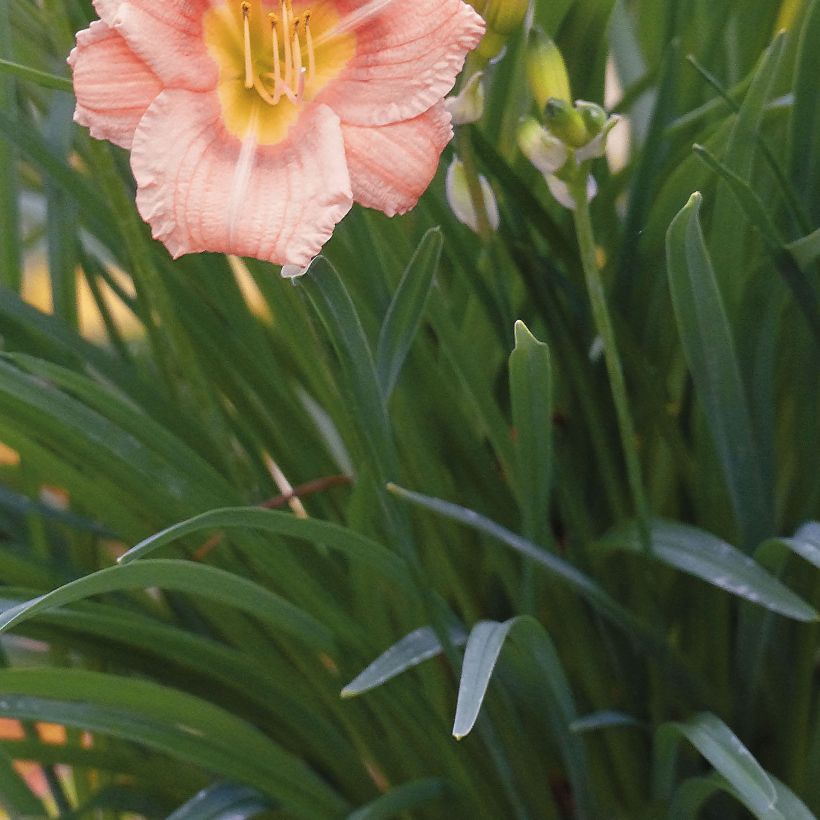 Hemerocallis Everydaylily Rose - Lis d'un jour  (Foliage)