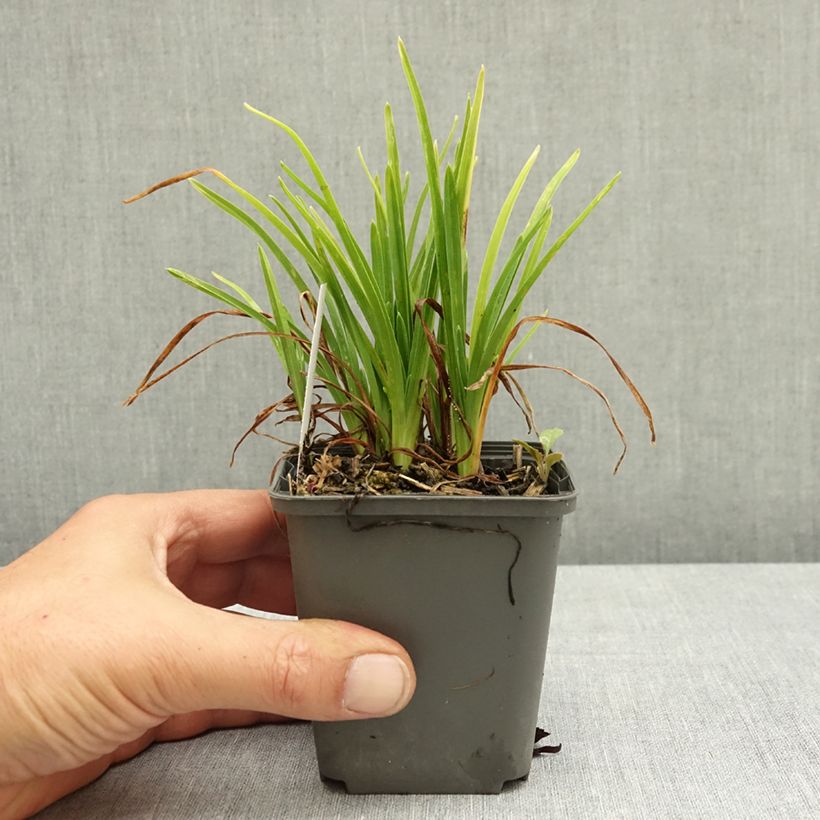Spécimen de Hemerocallis Everydaylily Rose - Lis d'un jour  Godet de 8/9 cm tel que livré en été
