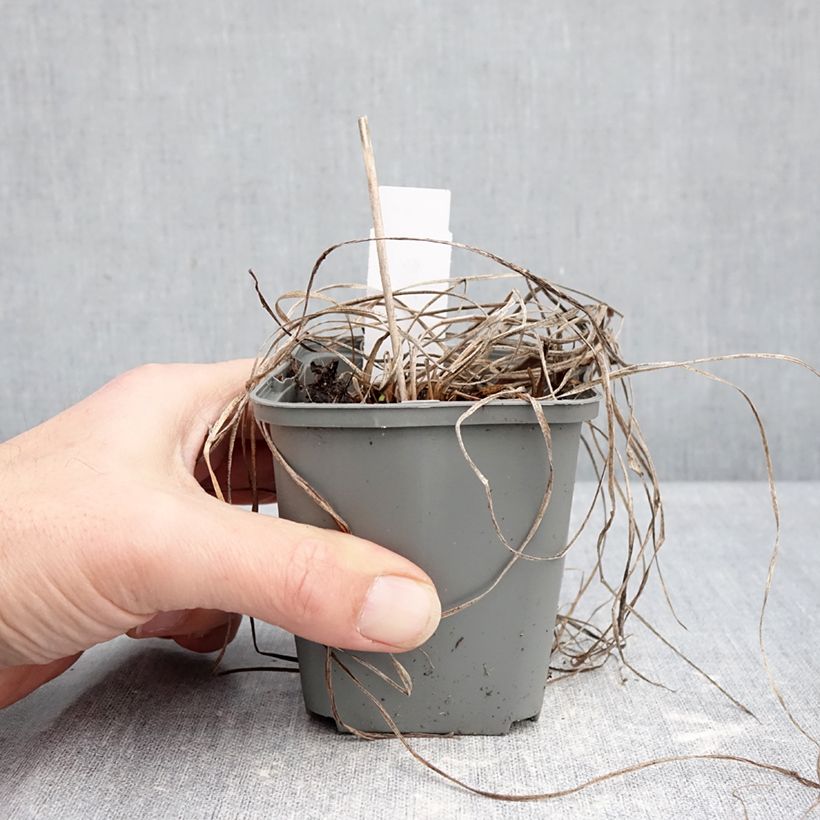 Example of Hemerocallis Everydaylily Rose - Lis d'un jour  Godet de 8/9 cm as you get in hiver