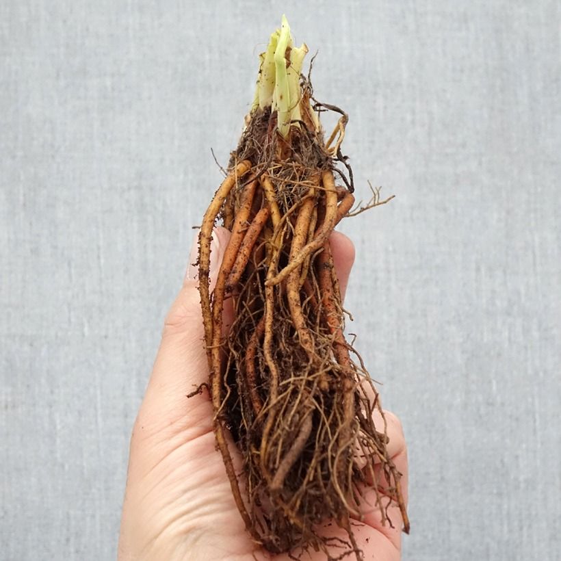 Example of Hemerocallis Everydaylily Rose - Lis d'un jour  Racines nues as you get in hiver