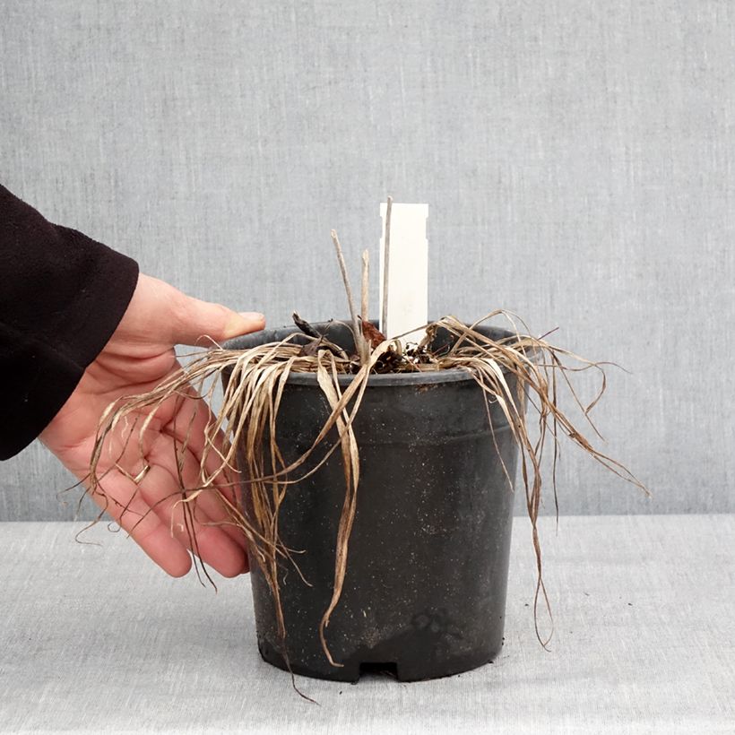 Example of Hemerocallis Everydaylily Rose - Lis d'un jour  Pot de 2L/3L as you get in hiver