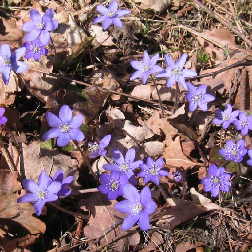 Hepatica nobilis - Anémone Hépatique (Plant habit)