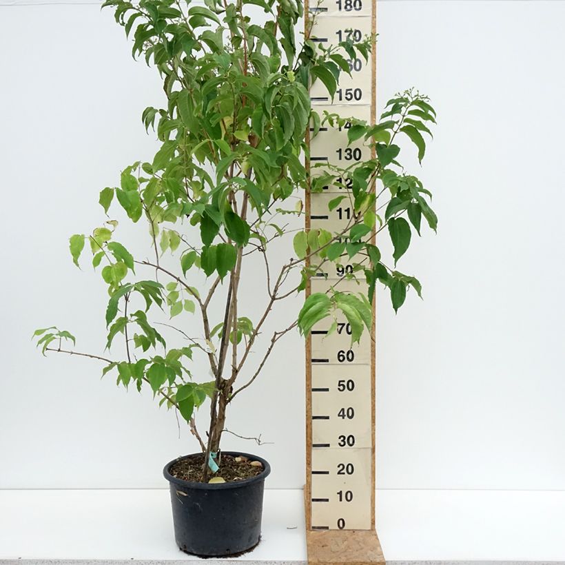 Spécimen de Heptacodium miconioides Pot de 20L/25L tel que livré en été