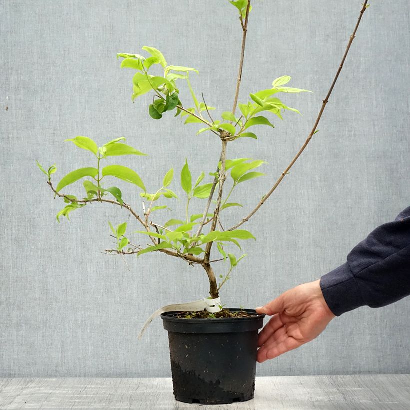 Example of Heptacodium miconioides Tianshan - Arbre aux 7 fleurs Pot de 3L/4L as you get in printemps