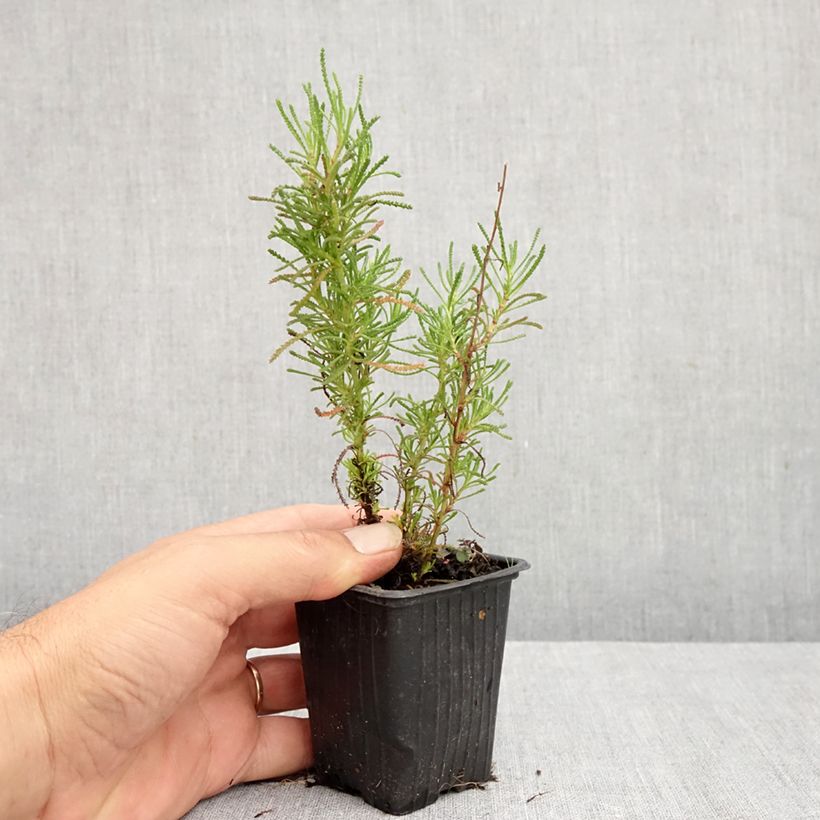 Spécimen de Herbe à olive - Santolina viridis Godet de 8/9 cm tel que livré en été