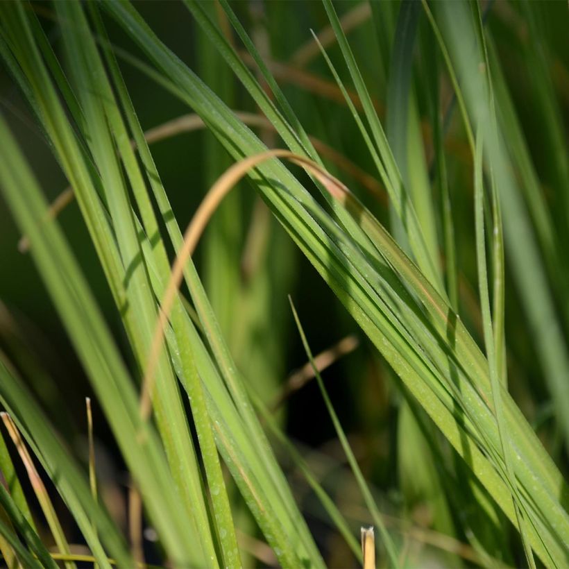 Herbe de la Pampa - Cortaderia selloana (Feuillage)