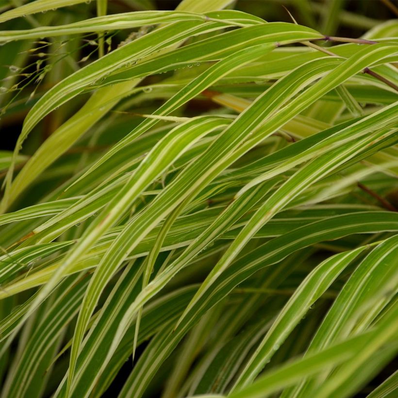 Herbe du Japon - Hakonechloa macra Albostriata (Foliage)