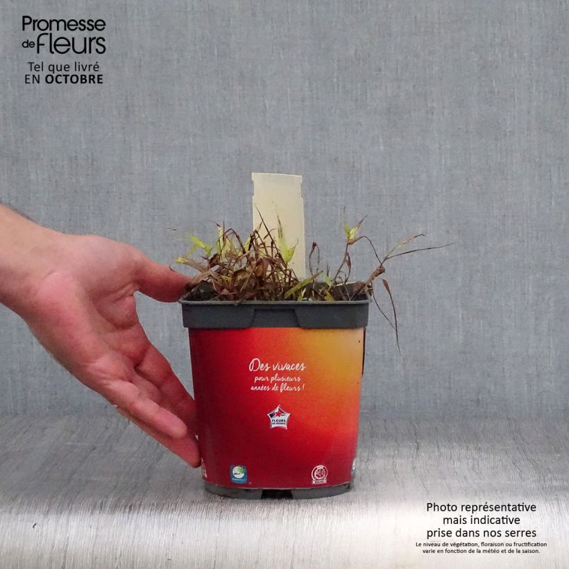 Spécimen de Herbe du Japon - Hakonechloa macra All Gold Pot de 2L/3L tel que livré en automne