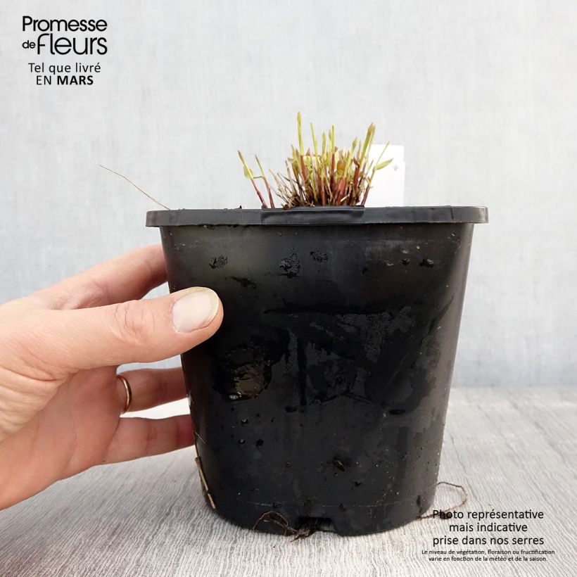 Example of Herbe du Japon - Hakonechloa macra All Gold Pot de 2L/3L as you get in printemps