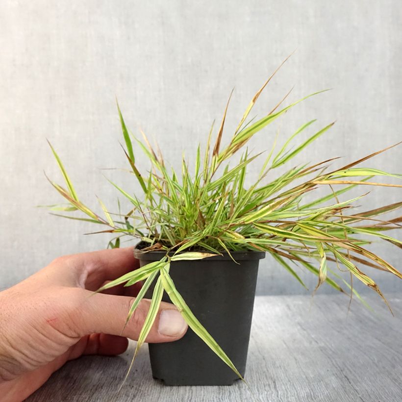 Spécimen de Herbe du Japon - Hakonechloa macra Mulled Wine Godet de 8/9 cm tel que livré en automne