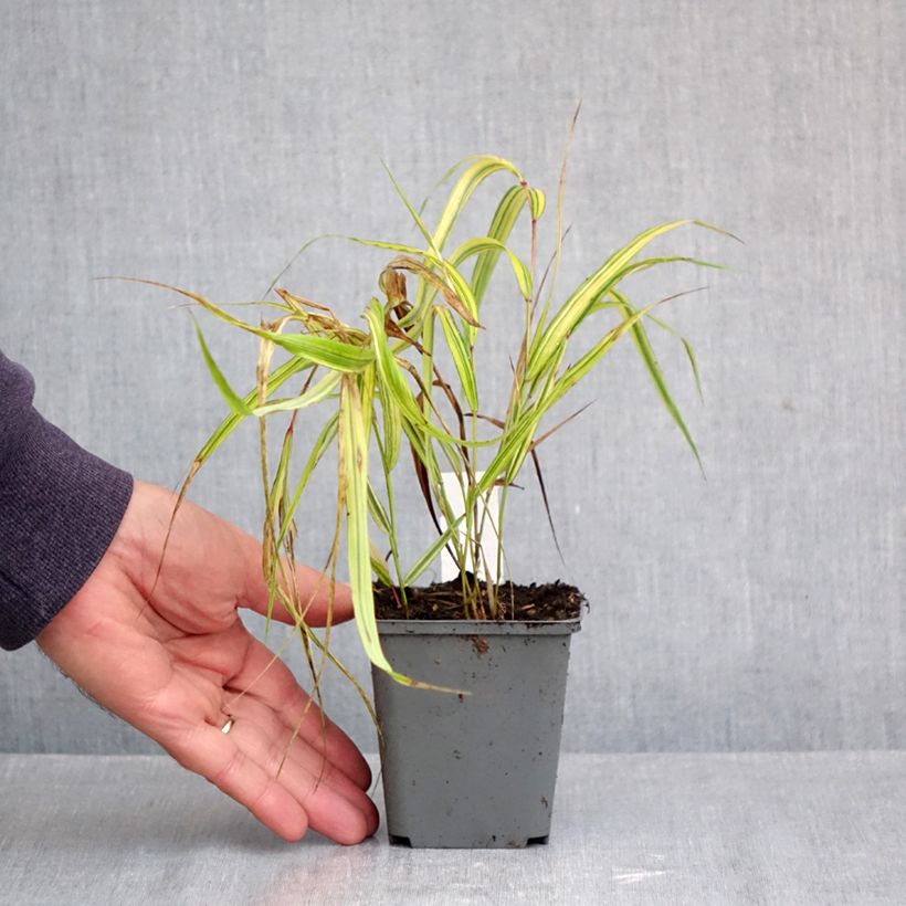 Spécimen de Herbe du Japon - Hakonechloa macra Naomi Godet de 8/9 cm tel que livré en automne