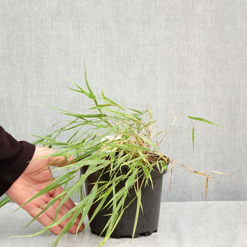 Spécimen de Herbe du Japon - Hakonechloa macra Pot de 2L/3L tel que livré en automne