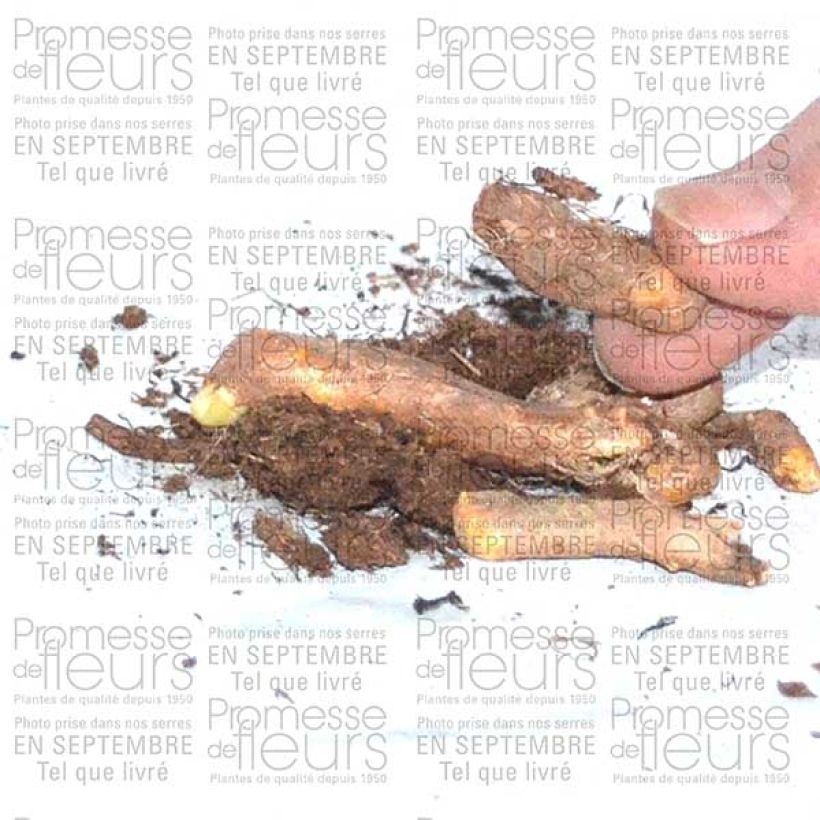 Example of Hermodactylus tuberosus ou Iris tuberosa Bulbe as you get