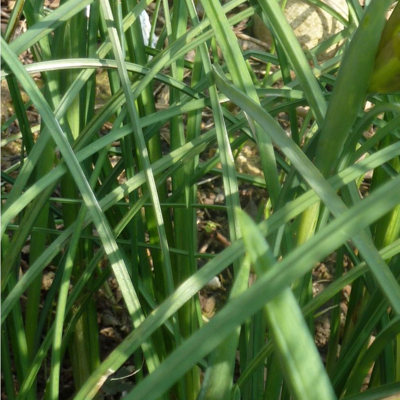 Hermodactylus tuberosus ou Iris tuberosa (Foliage)