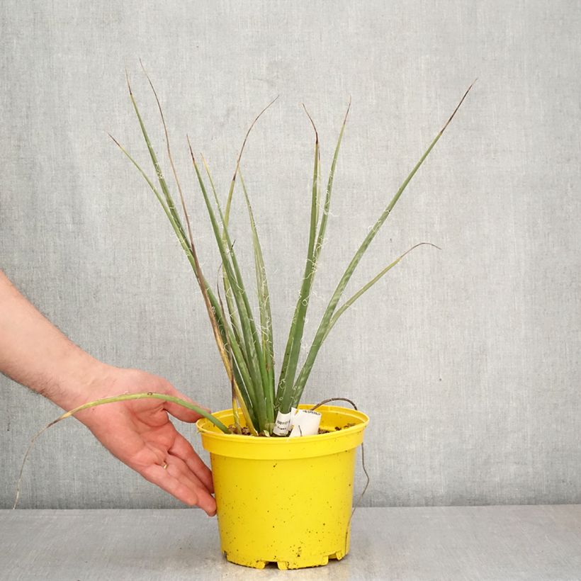 Spécimen de Hesperaloe parviflora Arizona Sunrise - Yucca rouge Pot de 3L/4L tel que livré au printemps