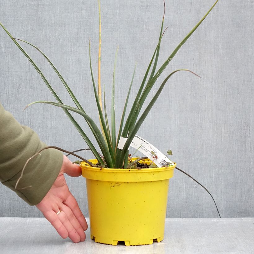 Example of Hesperaloe parviflora Yellow Sun - Yucca rouge Pot de 3L/4L as you get in hiver