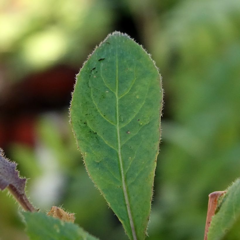 Hesperis matronalis v.albiflora Alba Plena (Foliage)
