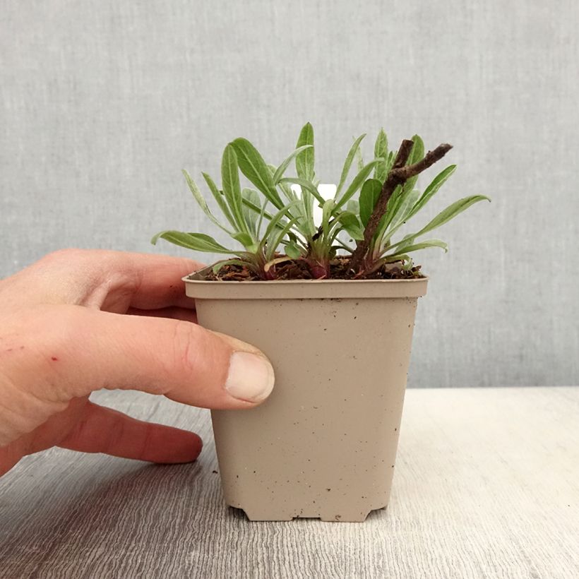 Spécimen de Heterotheca villosa Golden Sunshine - Aster jaune Godet de 8/9 cm tel que livré au printemps