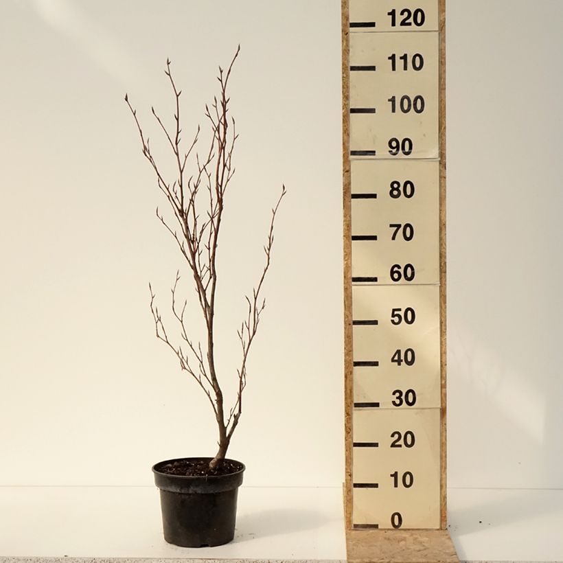 Example of Hêtre pourpre nain - Fagus sylvatica Purpurea Nana Pot de 7,5L/10L as you get in hiver