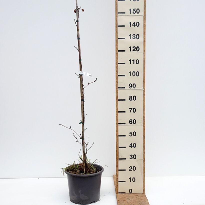 Spécimen de Hêtre pourpre panaché - Fagus sylvatica Purpurea Tricolor Pot de 6L/7L tel que livré en automne