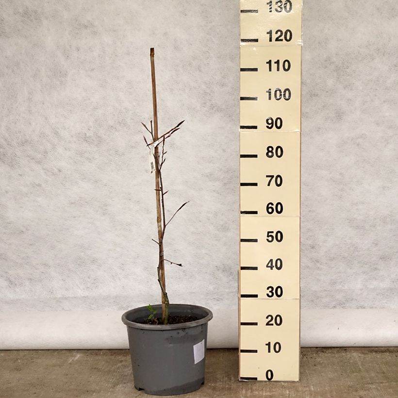 Example of Hêtre pourpre panaché - Fagus sylvatica Purpurea Tricolor Pot de 6L/7L as you get in printemps