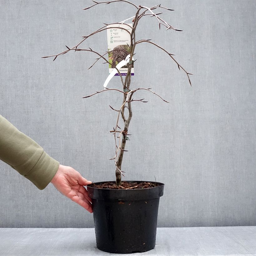 Example of Hêtre pourpre pleureur - Fagus sylvatica Purpurea Pendula Pot de 7,5L/10L as you get in hiver