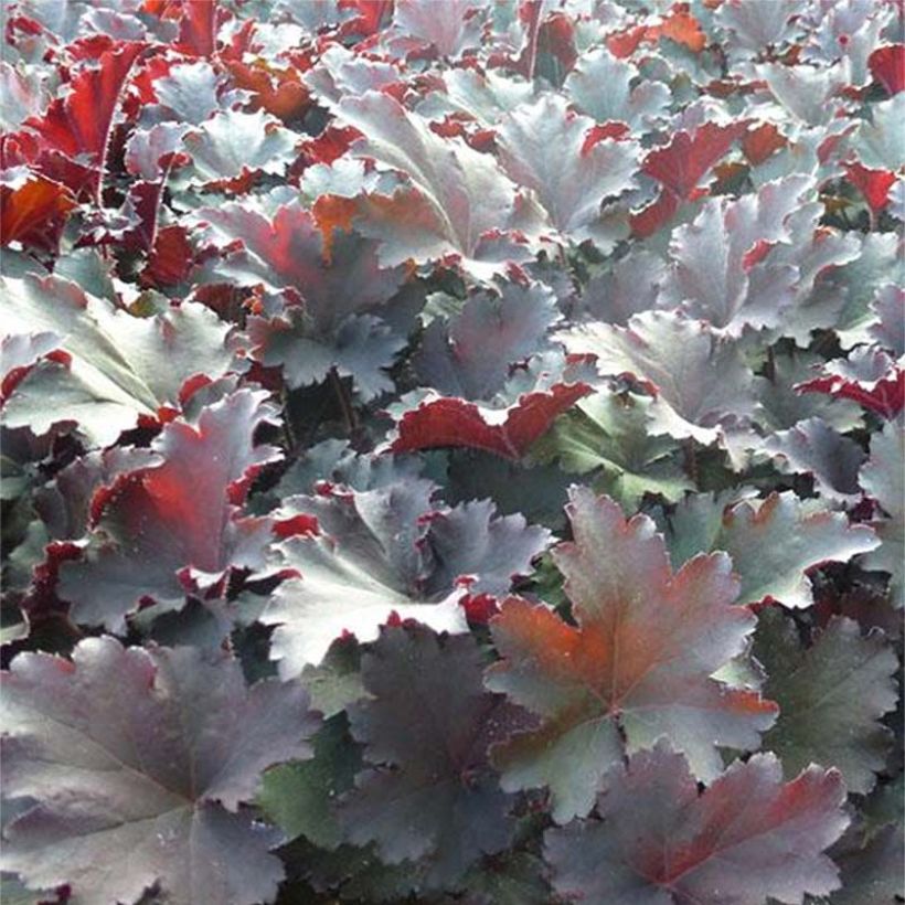 Heuchère - Heuchera Binoche (Foliage)