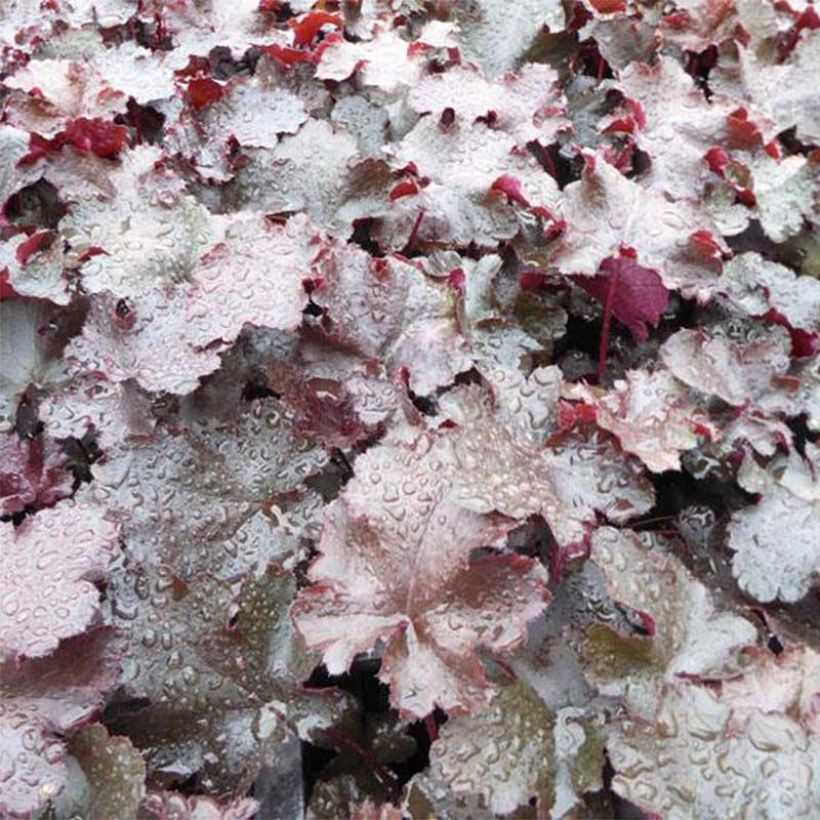 Heuchere - Heuchera Black Beauty (Foliage)