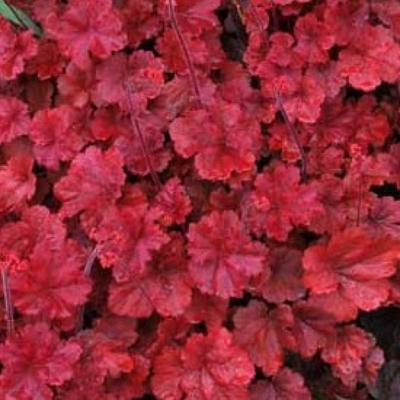 Heuchère - Heuchera Cherry Cola (Foliage)