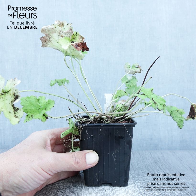 Spécimen de Heuchère - Heuchera Citronelle Godet de 8/9 cm tel que livré en automne