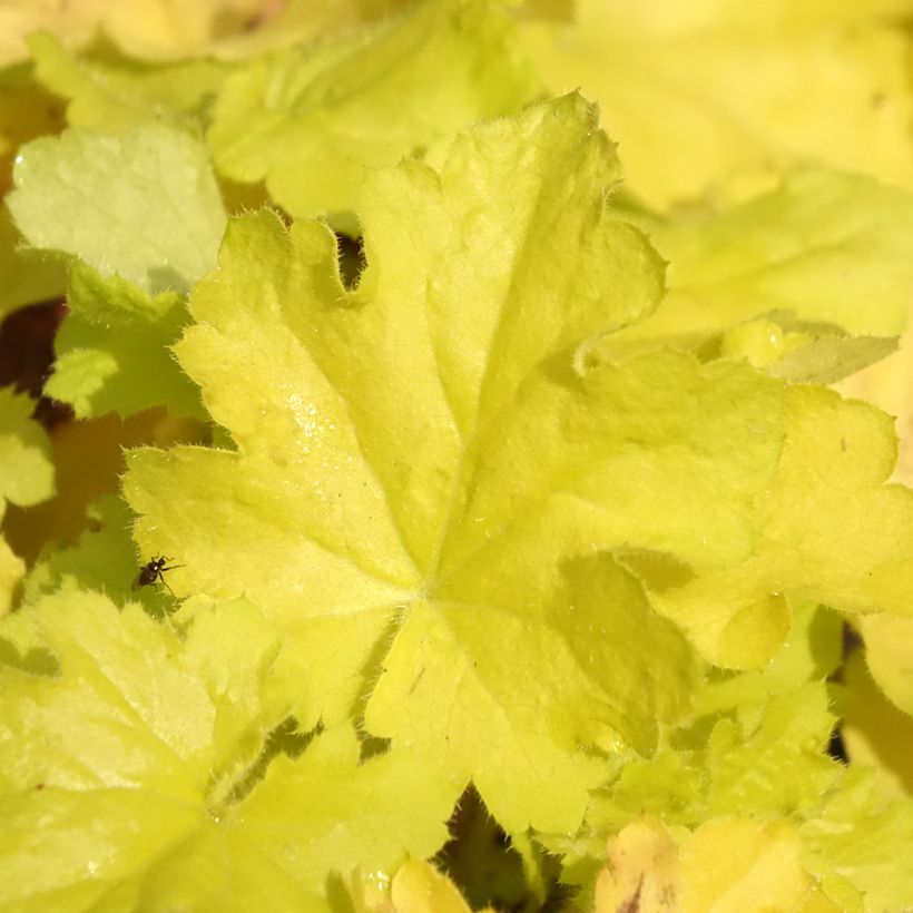 Heuchera citronelle (Foliage)