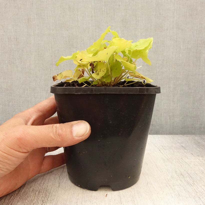 Example of Heuchera citronelle Pot de 1,5L/2L as you get in printemps