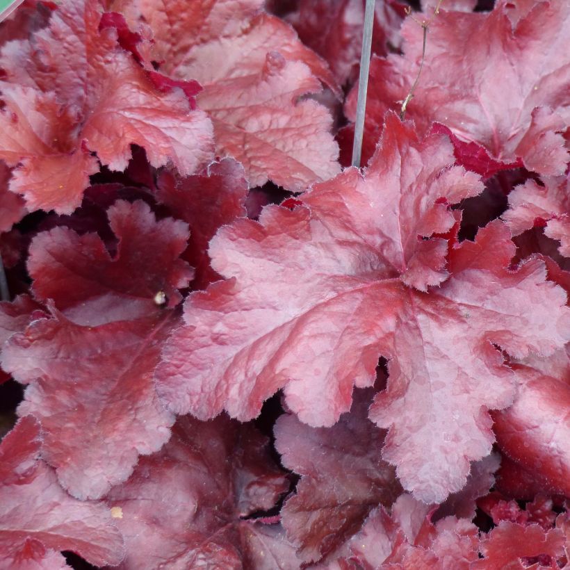 Heuchere - Heuchera Forever Red (Foliage)