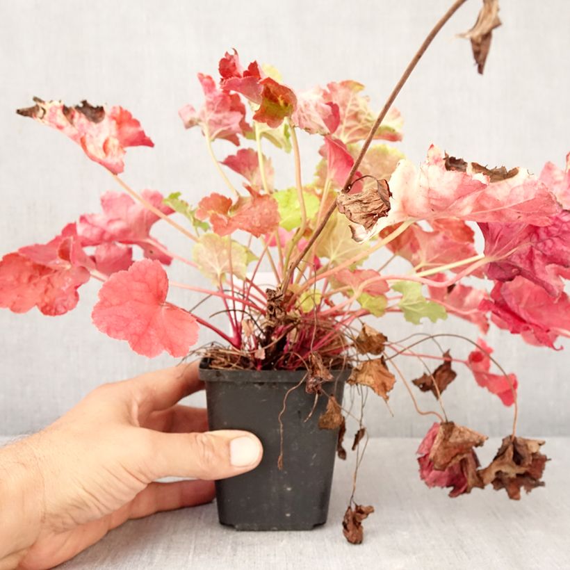 Spécimen de Heuchère - Heuchera Happy Flames Godet de 8/9 cm tel que livré en automne