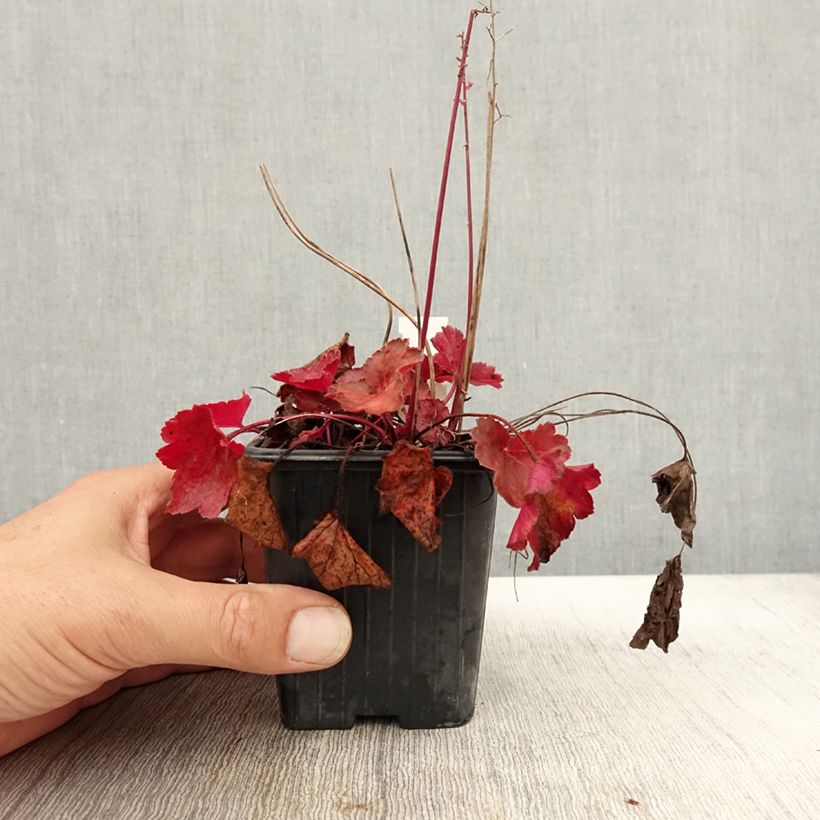 Spécimen de Heuchère - Heuchera Little Cutie Blondie Godet de 8/9 cm tel que livré en automne