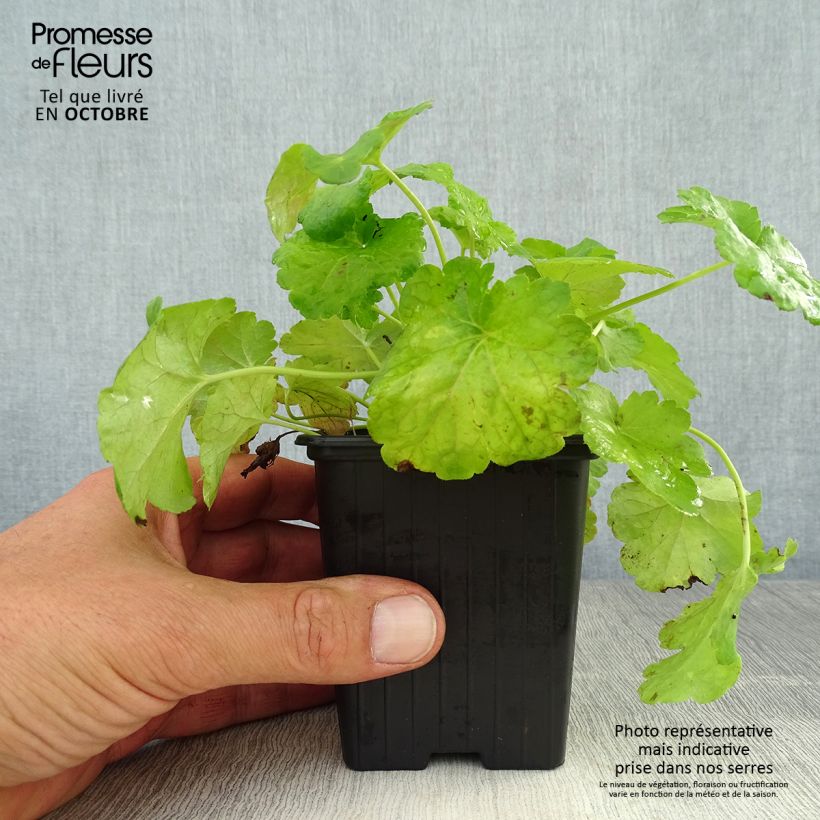 Spécimen de Heuchère - Heuchera Little Cuties Sweet Tart Godet de 8/9 cm tel que livré en automne