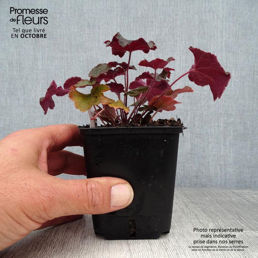 Spécimen de Heuchère - Heuchera Palace Purple Godet de 7/8 cm tel que livré en automne